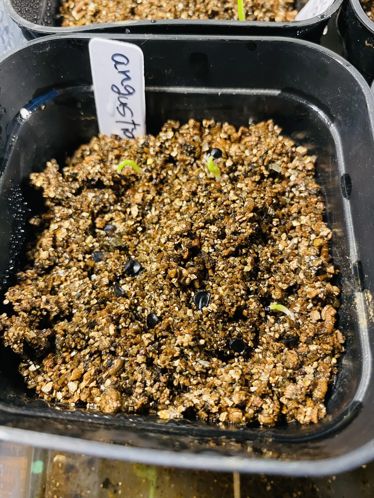 Agave angustiarum (アガベ アンガスティアラム)