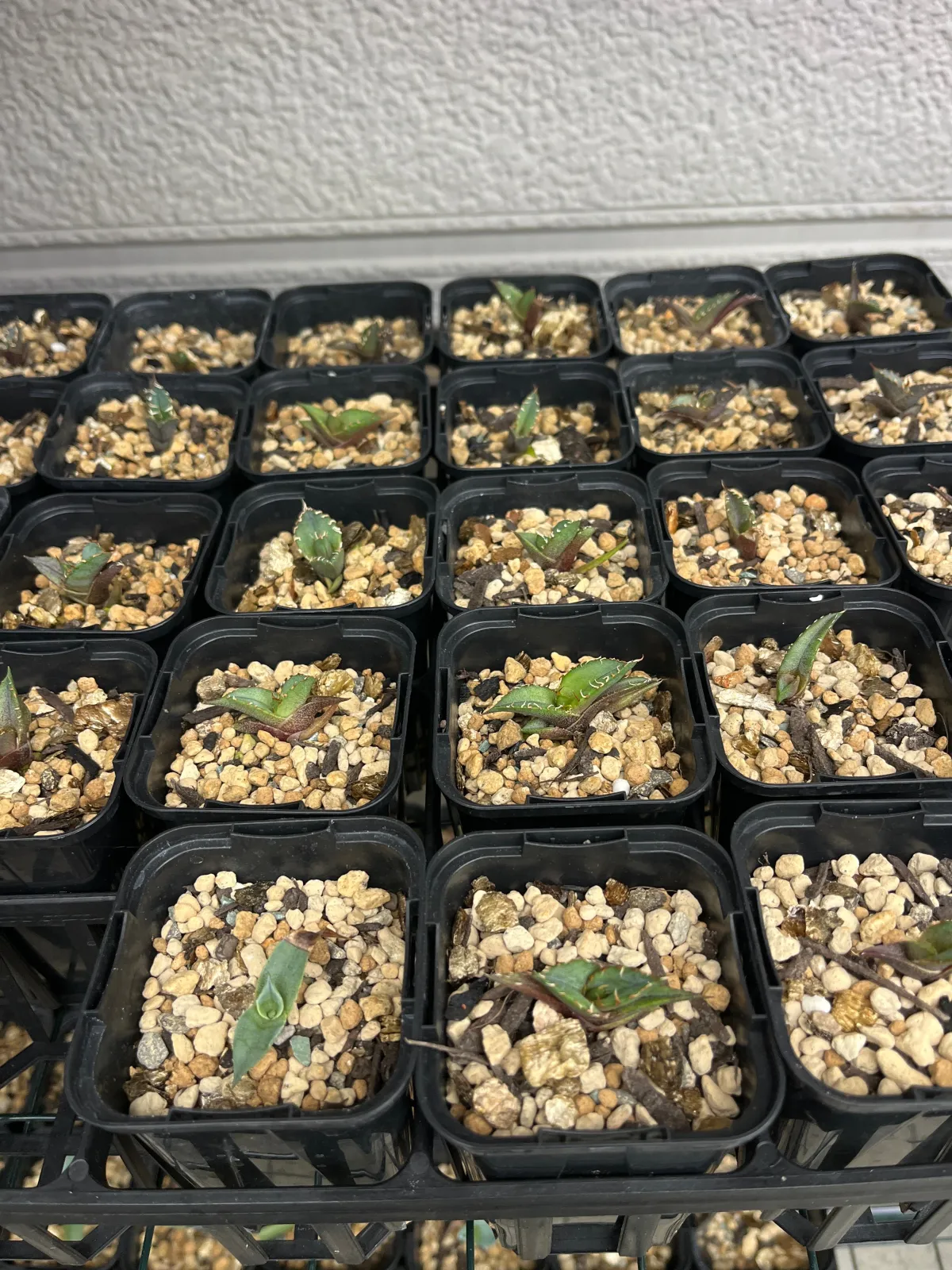 Agave oteroi Lot. (アガベ オテロイ)