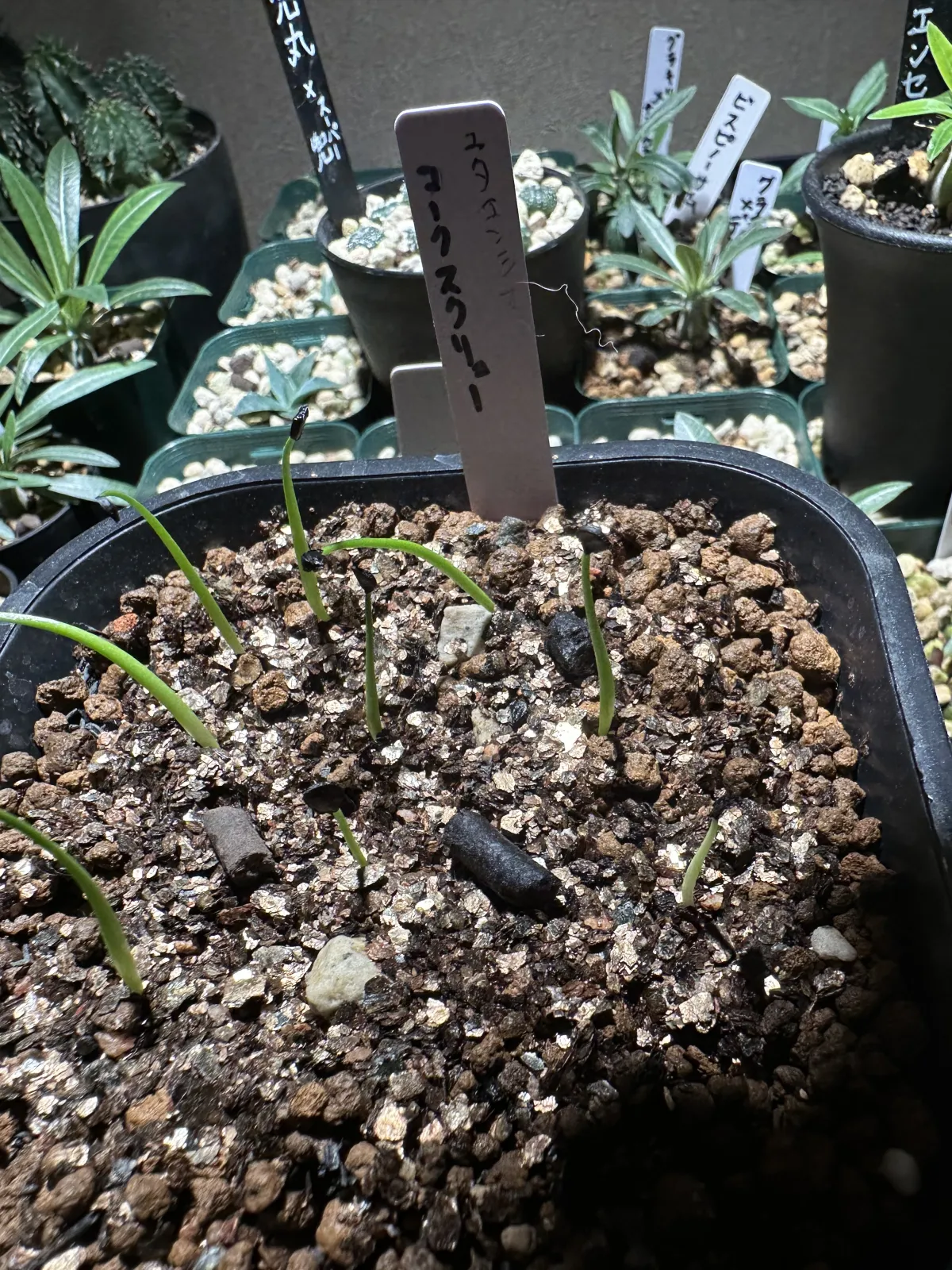 Agave utahensis var. eborispina Corkscrew (アガベ ユタエンシスコークスクリュー)