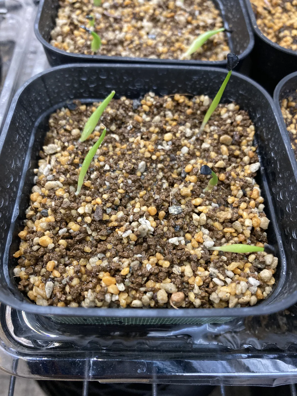 Agave titanota Blue Lot. (アガベ チタノタブルー)