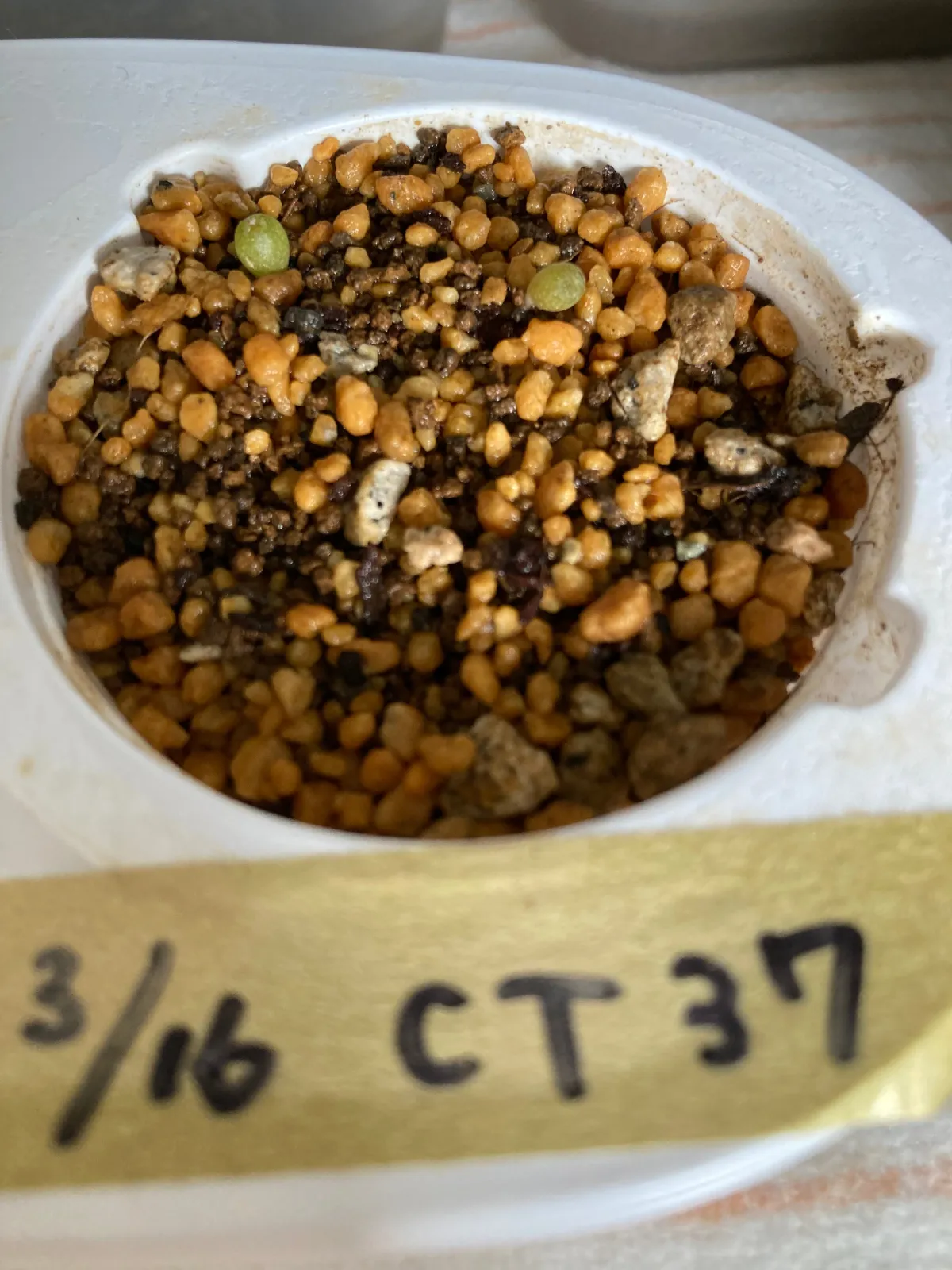 Lophophora williamsii (ロフォフォラ 鳥羽玉)