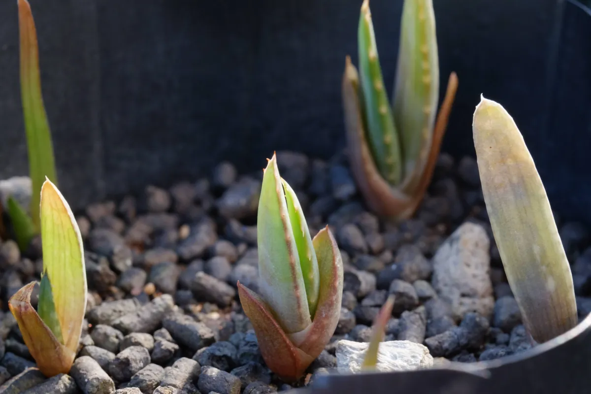 Aloe chabaudii (アロエ チャバウディー)