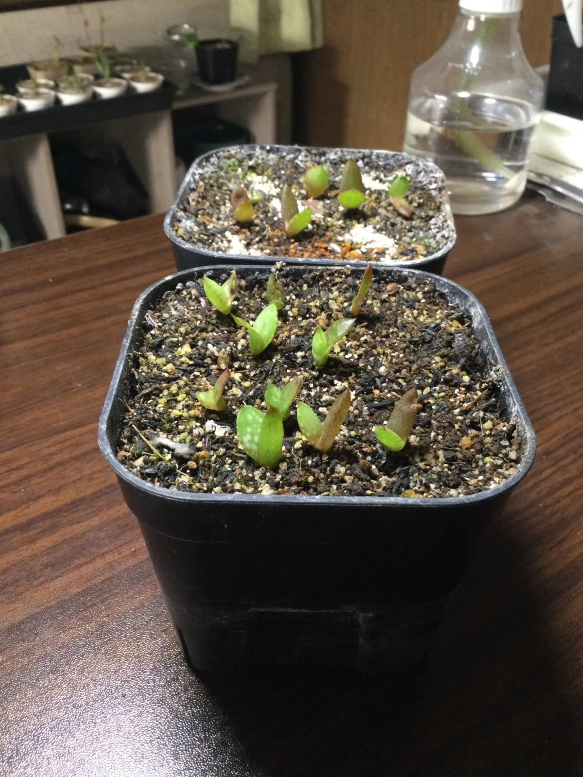 Aloe microstigma (アロエ ミクロスティグマ)