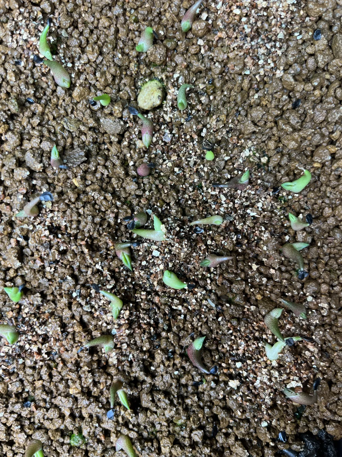 Agave oteroi Lot. (アガベ オテロイ)