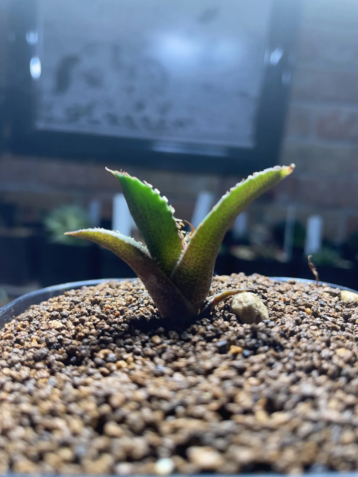 Agave oteroi Lot. (アガベ オテロイ)