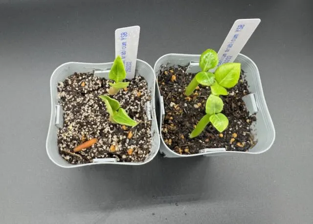 YLB Adenium arabicum Yak Lop Buri (アデニウム アラビカム)