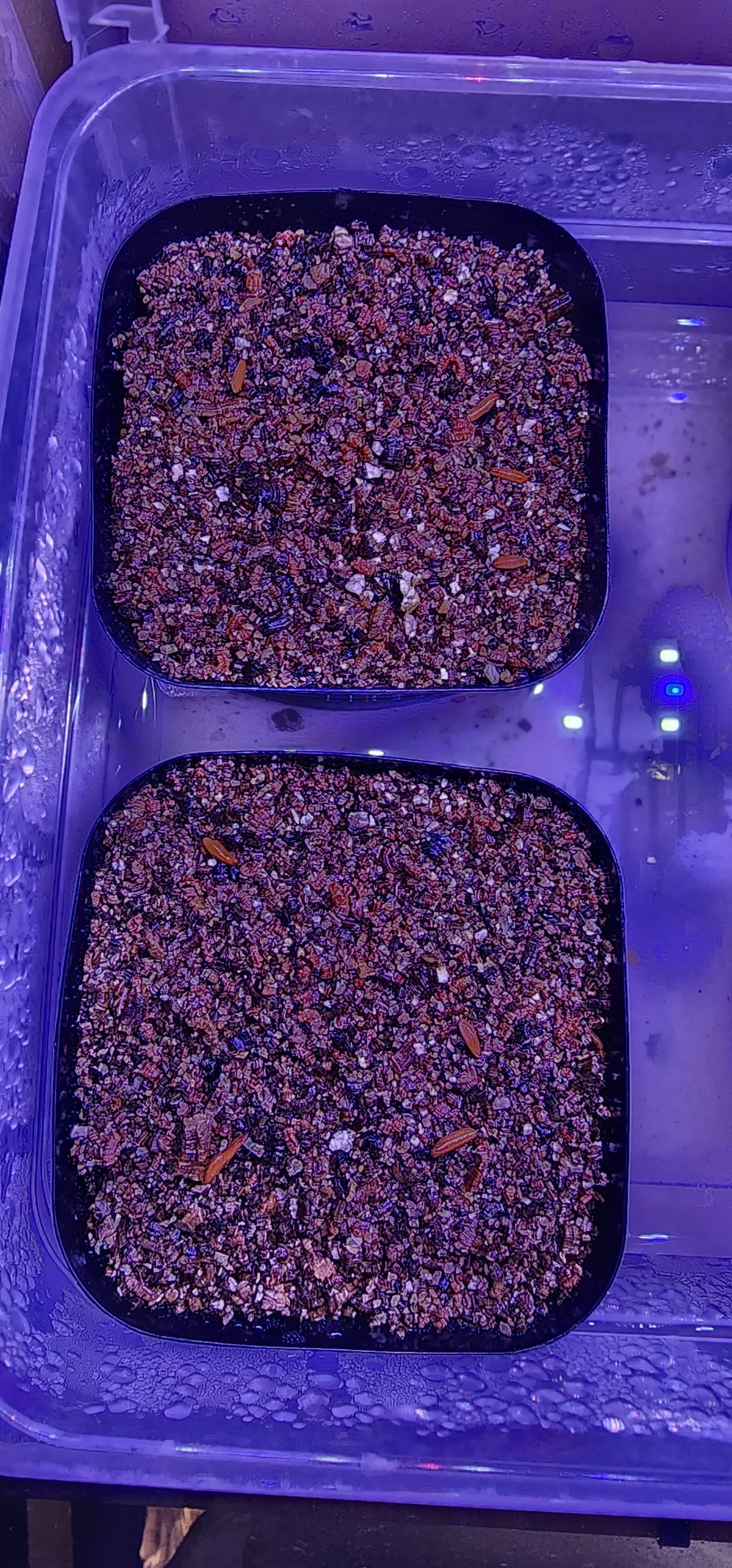 Pachypodium rosulatum var. gracilius ([無料種子] 発芽難 パキポディウム グラキリス　)