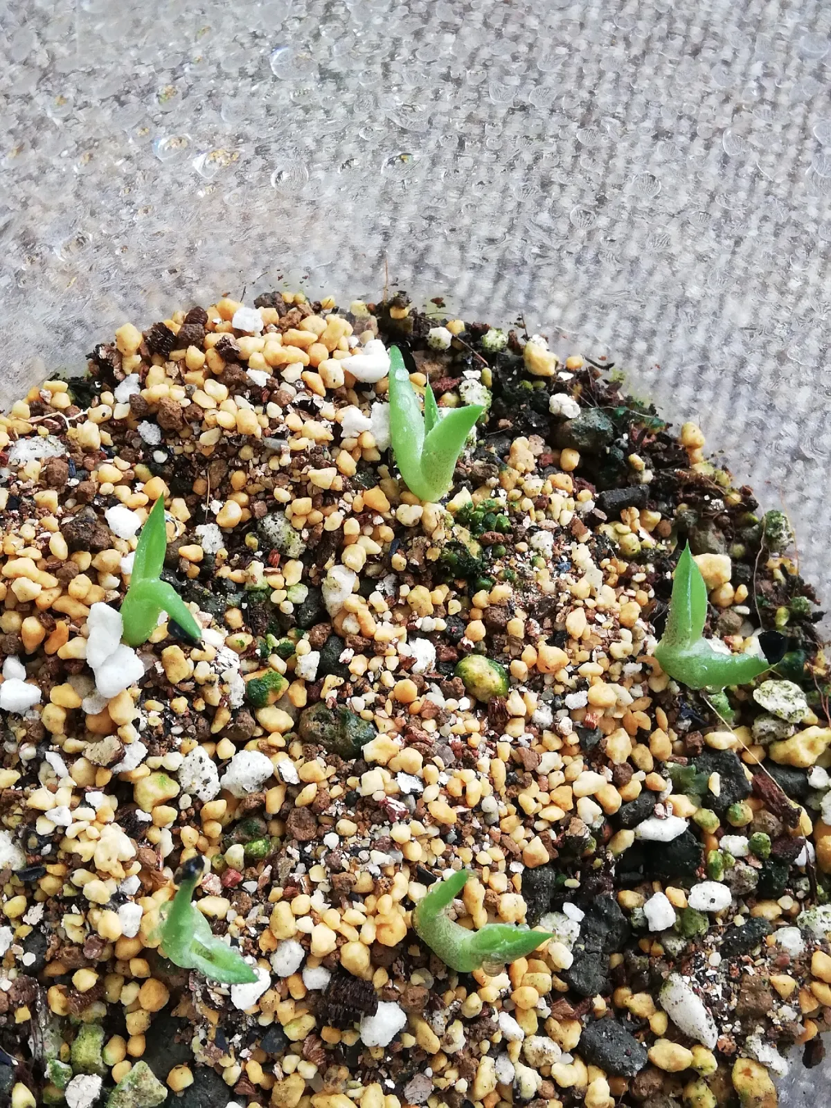 Agave titanota Blue Lot. (アガベ チタノタブルー)