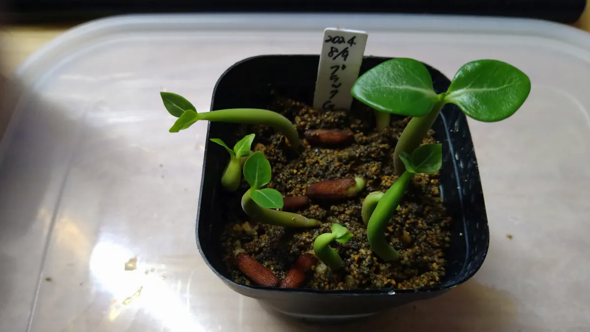 Adenium arabicum black giant (アデニウム アラビカム ブラックジャイアント)