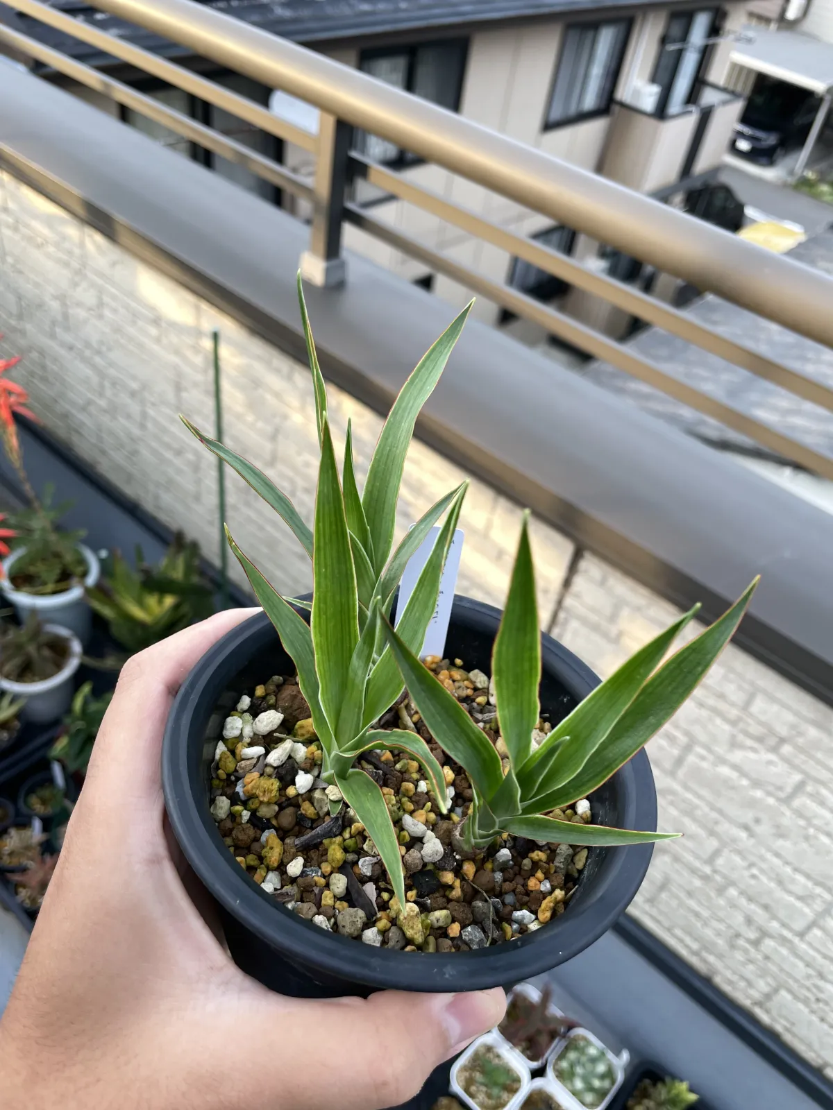 Dracaena draco subsp. draco (ドラセナ ドラコ)