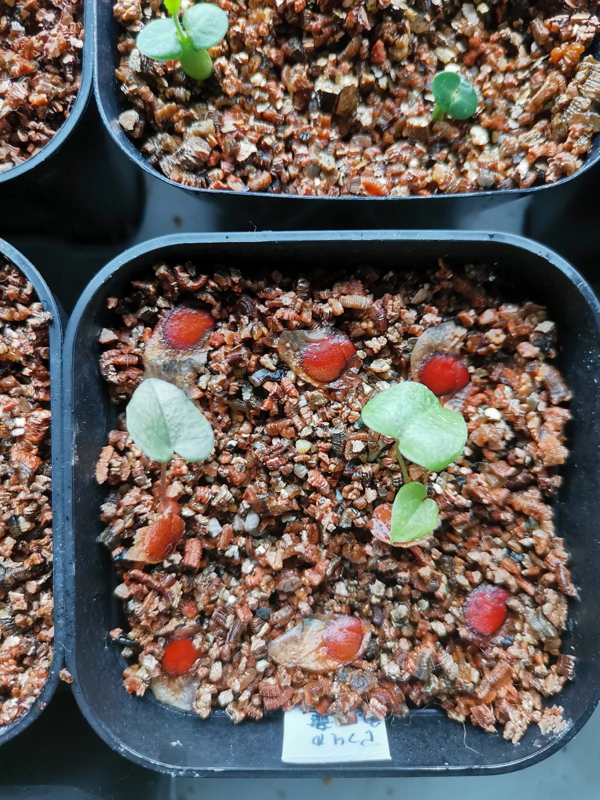 Dioscorea elephantipes (ディオスコレア エレファンティペス)