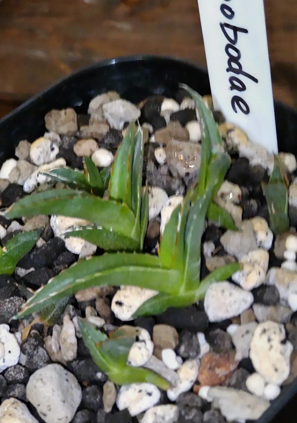 Agave victoriae-reginae ssp. swobodae (アガベ スワボダエ コンパクタ)