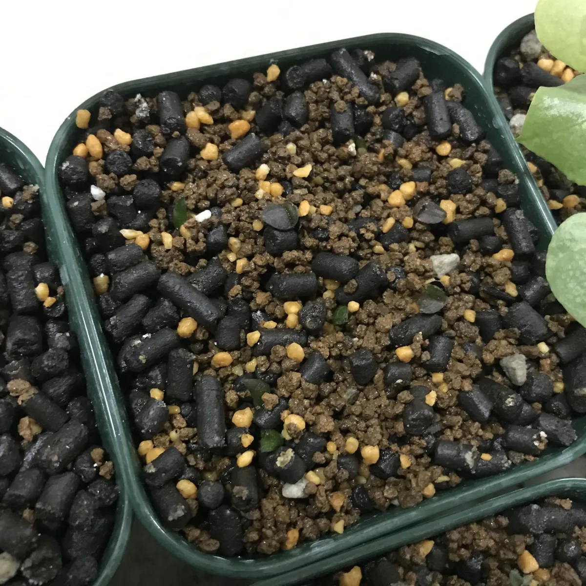 Gasteria carinata var. verrucosa (ガステリア ウェルコーサ)