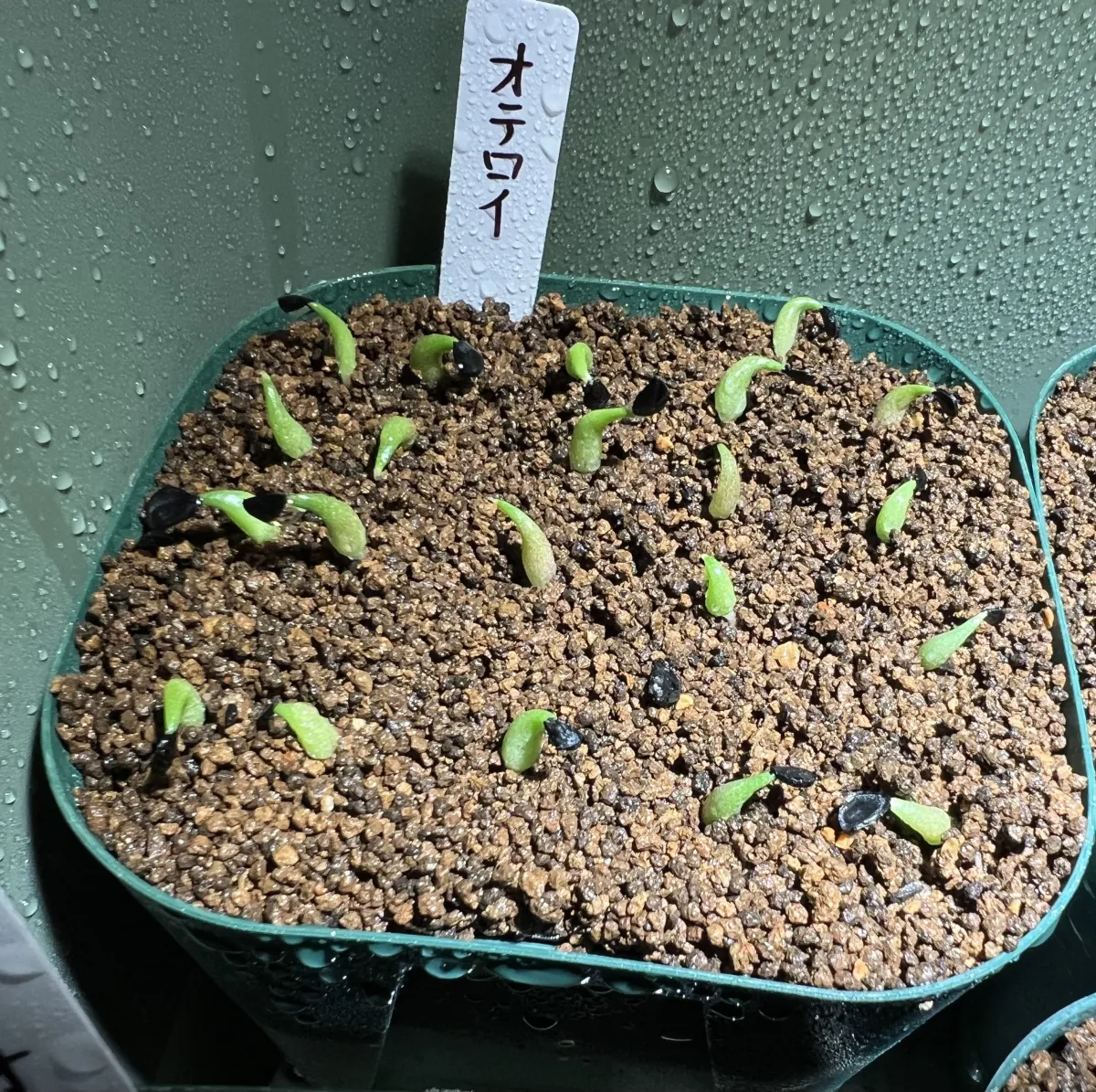 Agave oteroi Lot. (アガベ オテロイ)