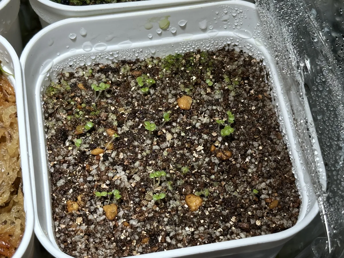Echeveria cante (エケベリア カンテ)