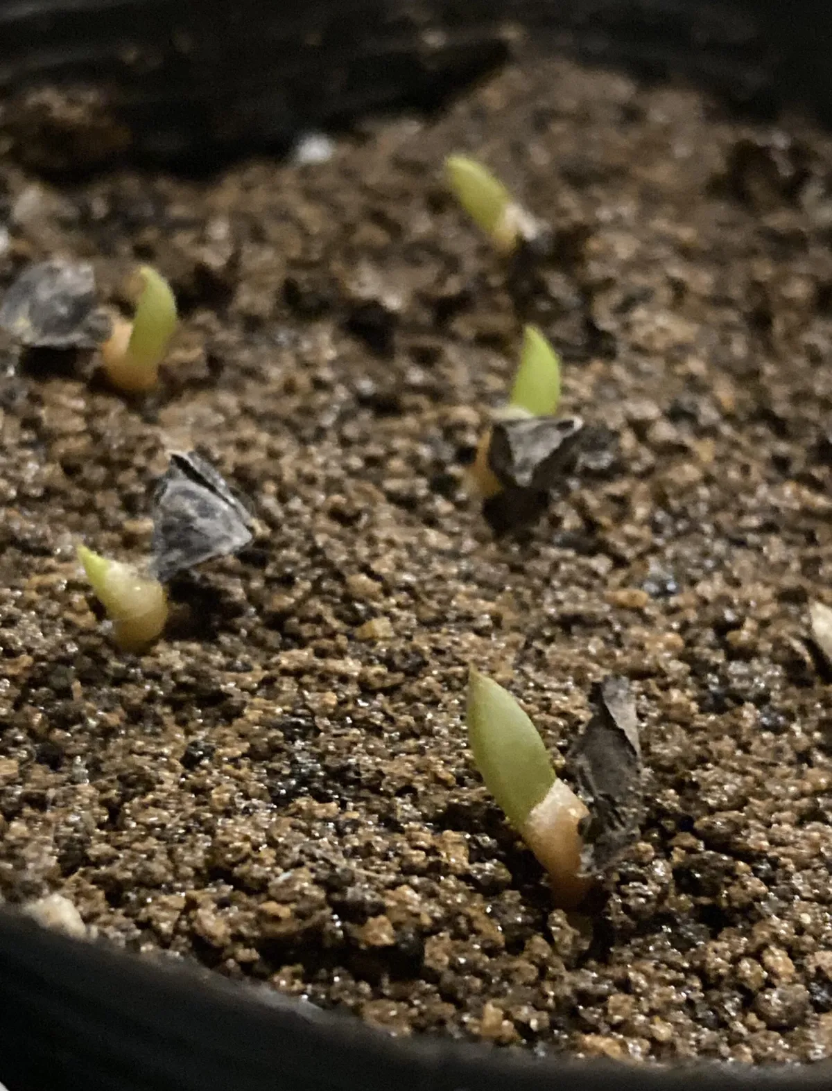 Aloe plicatilis (アロエ プリカティリス)