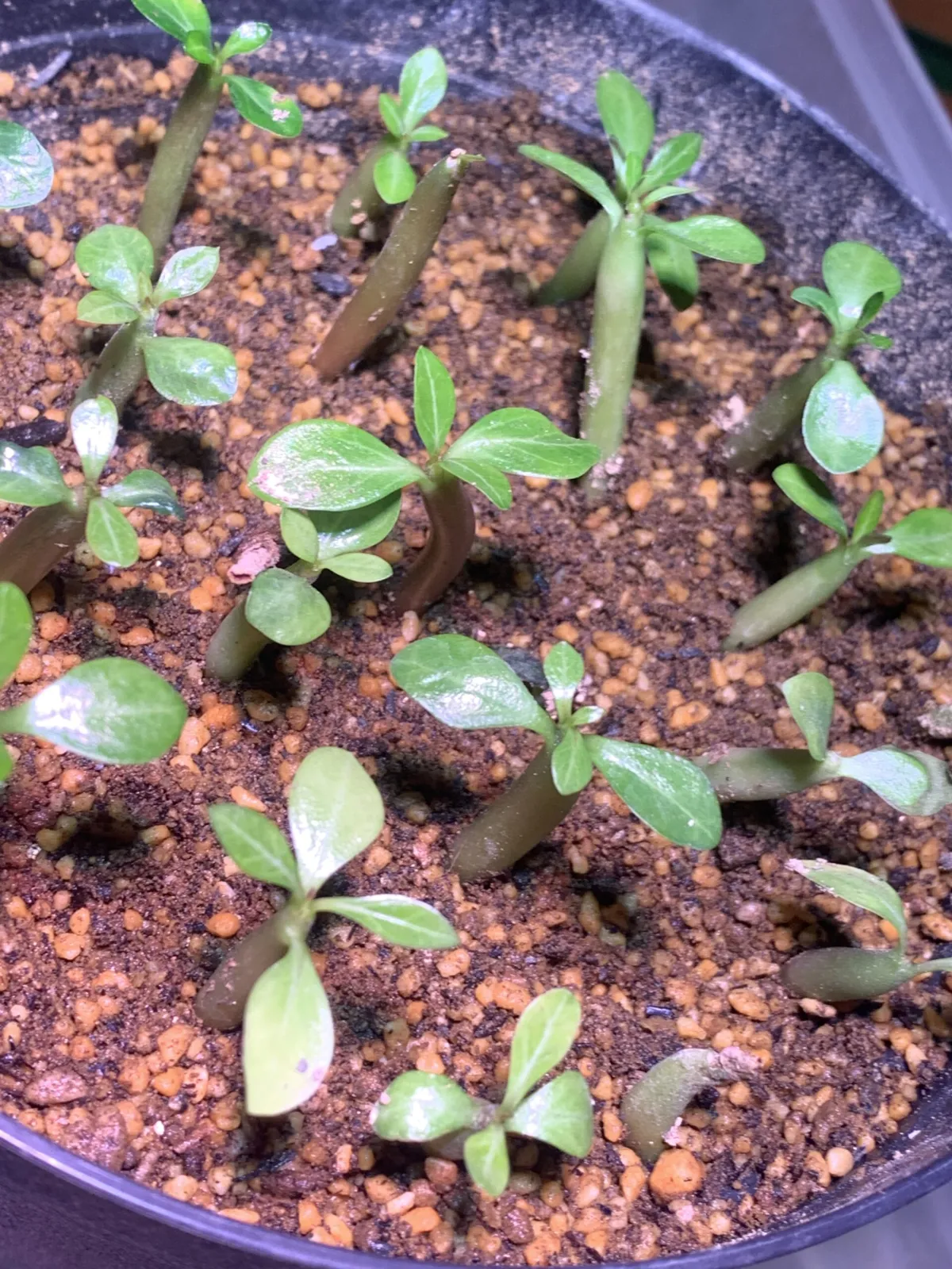 Adenium somalense var. black somalense (アデニウム ブラックソマレンセ)