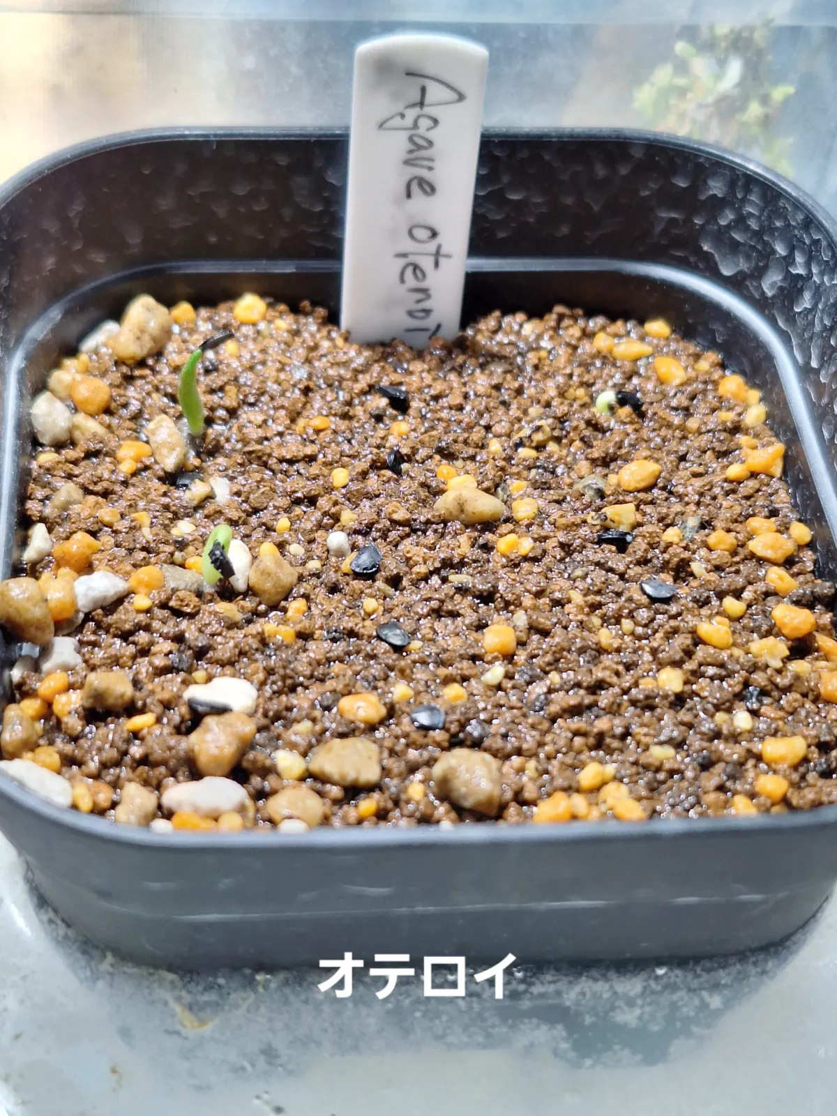 Agave oteroi Lot. (アガベ オテロイ)