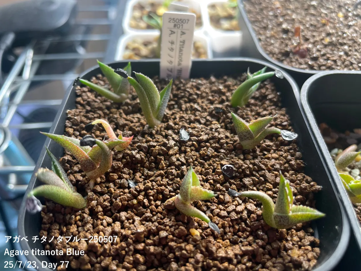 Agave titanota Blue Lot. (アガベ チタノタブルー)