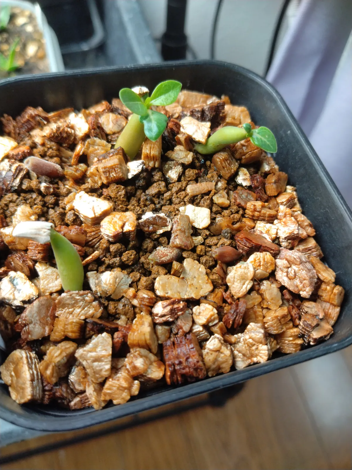 KM x NS Adenium arabicum KM x NS (アデニウム)
