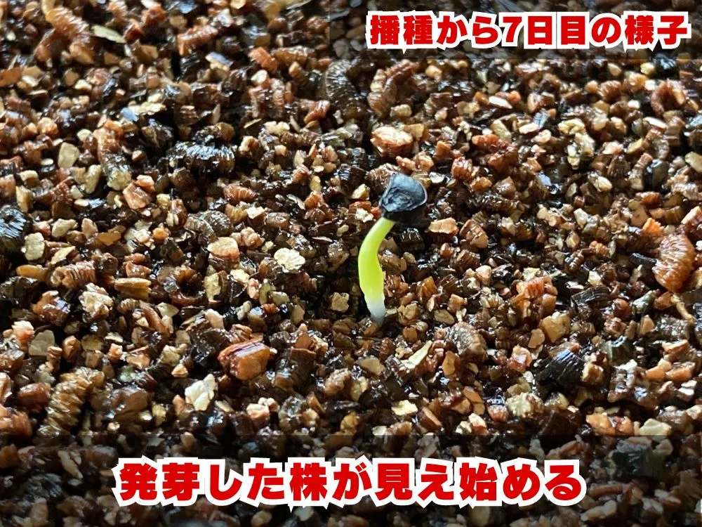 Agave utahensis nevadensis (アガベ ネヴァデンシス)