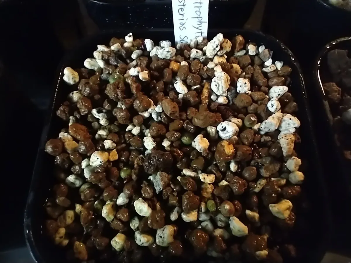Astrophytum asterias cv. Super kabuto (アストロフィツム スーパー兜)