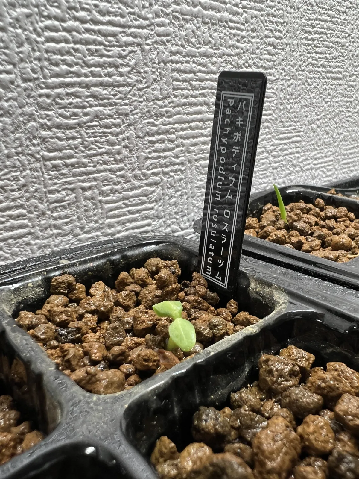 Pachypodium rosulatum ssp. rosulatum (パキポディウム ロスラーツム)