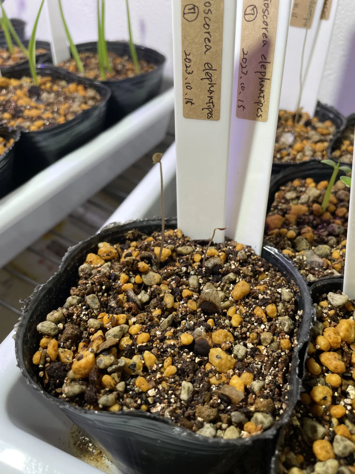 Dioscorea elephantipes (ディオスコレア エレファンティペス)