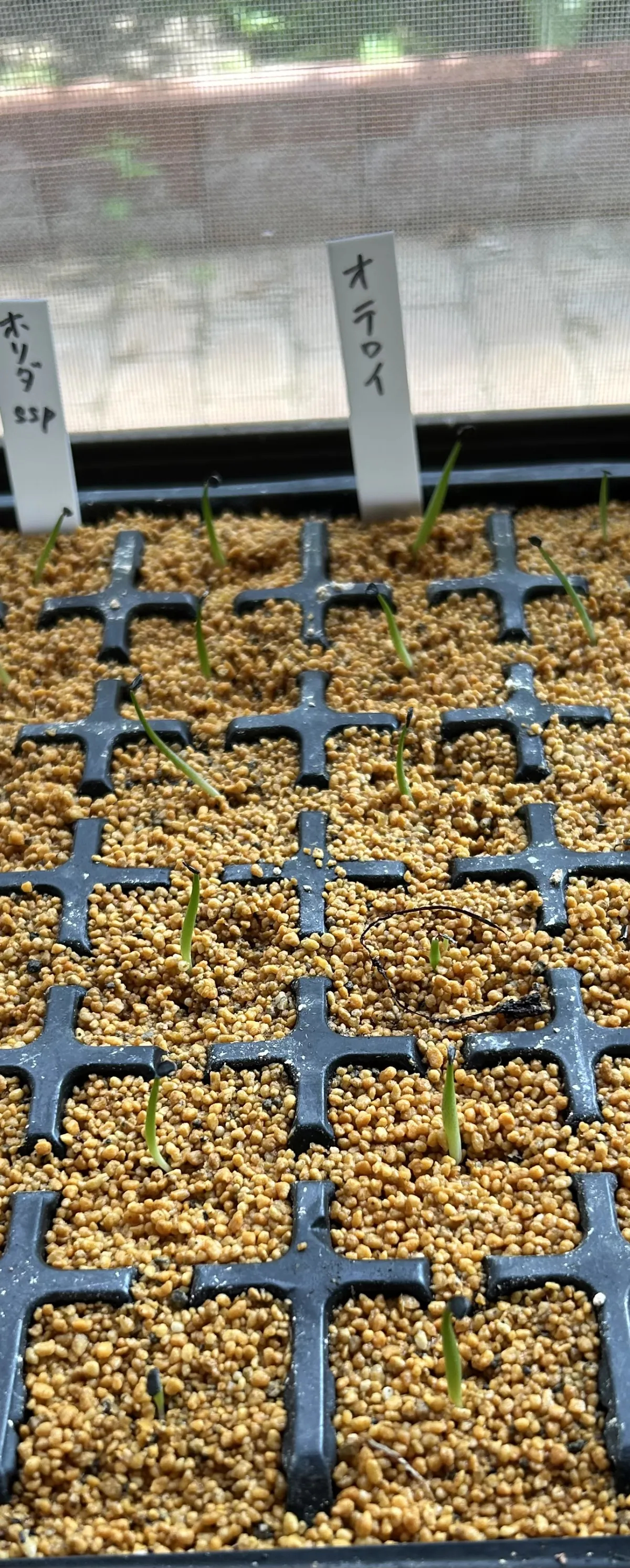 Agave oteroi Lot. (アガベ オテロイ)