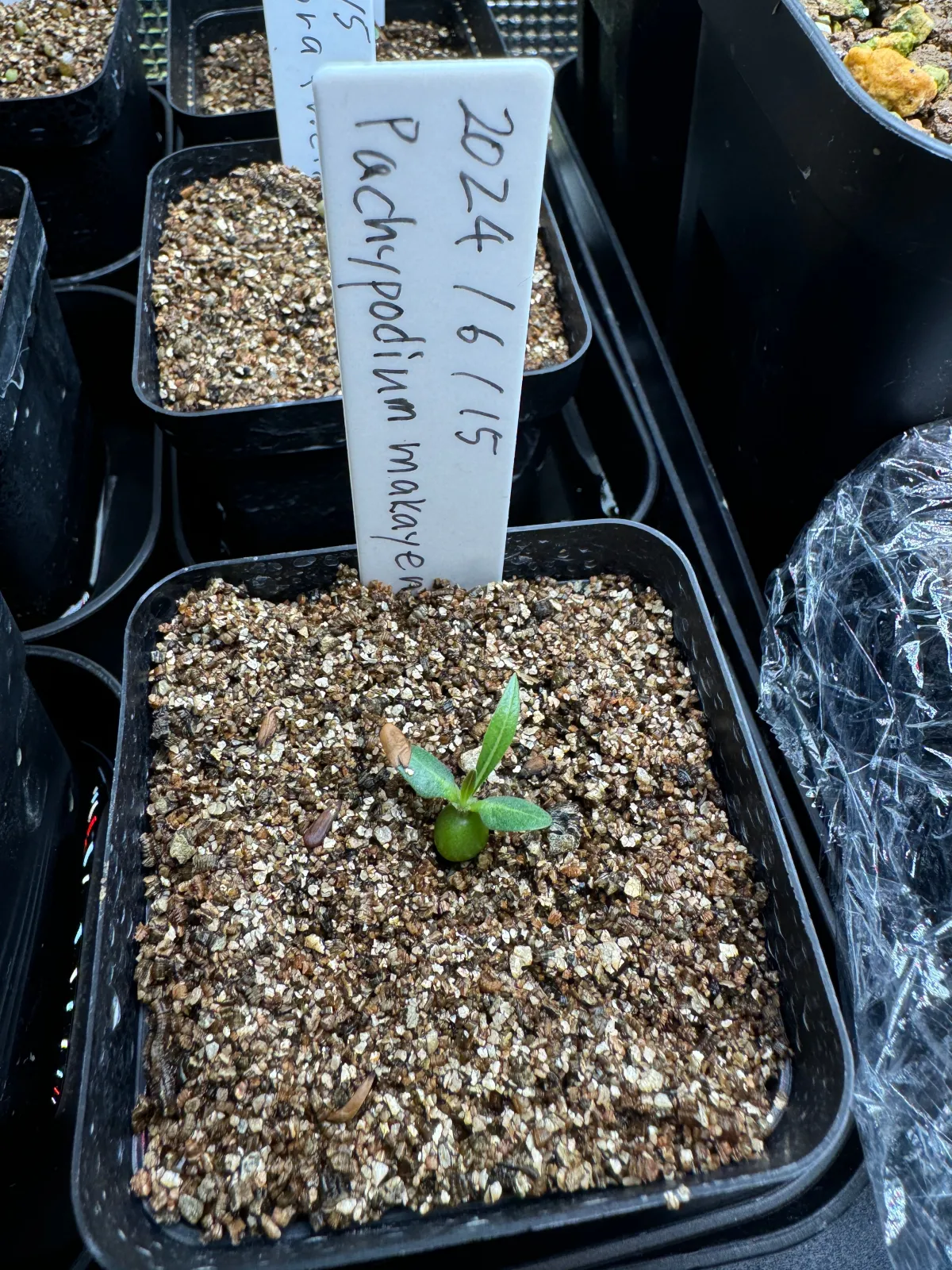 Pachypodium rosulatum ssp. makayense (パキポディウム マカイエンセ)