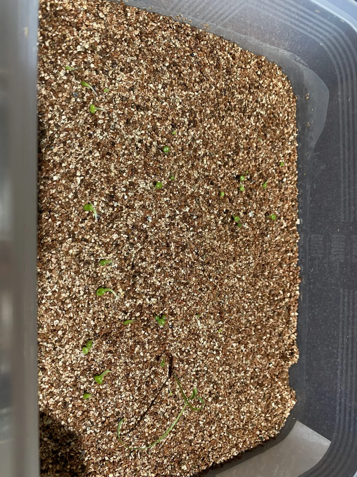 Lithops Mix Seeds (リトープス ミックス)