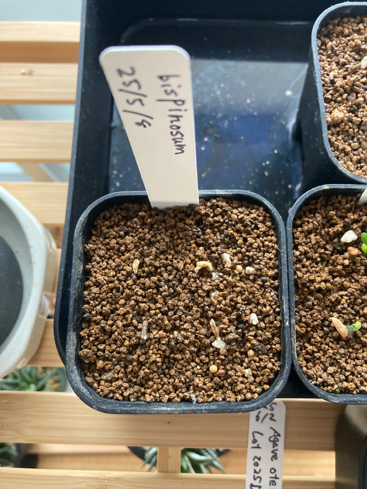 Pachypodium bispinosum (パキポディウム ビスピノーサム)