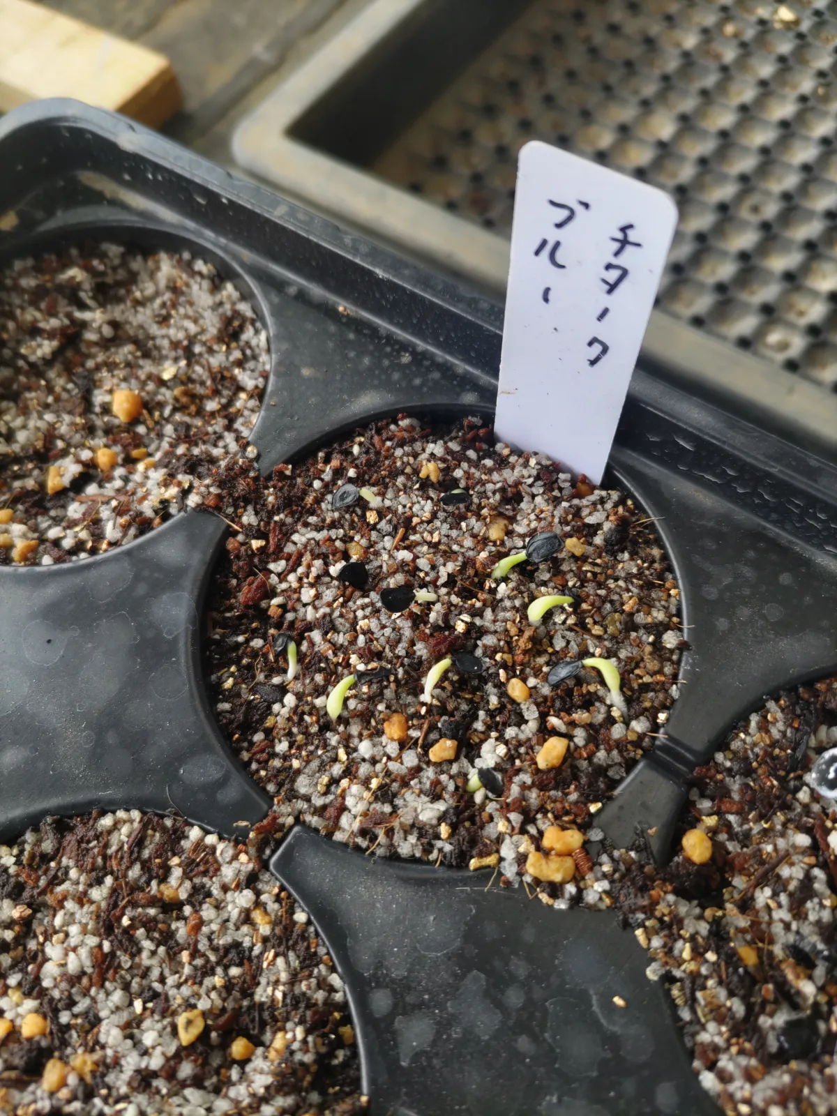 Agave titanota Blue Lot. (アガベ チタノタブルー)