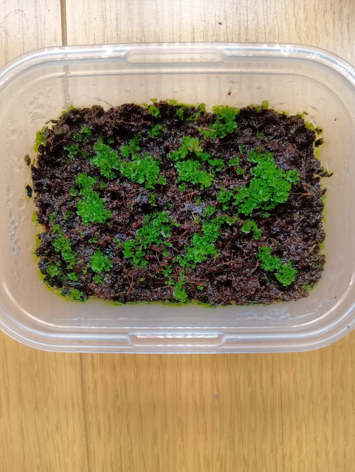 Platycerium ridleyi ([種子/胞子] ビカクシダ リドレイ)