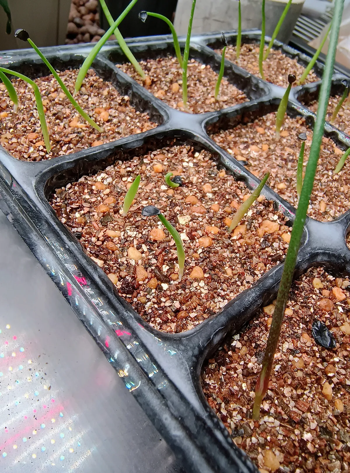 Agave titanota Blue Lot. (アガベ チタノタブルー)