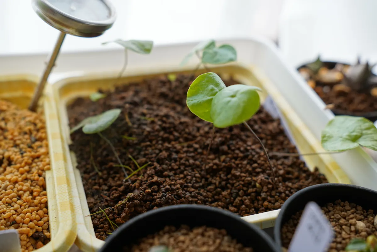 Dioscorea elephantipes (ディオスコレア エレファンティペス)