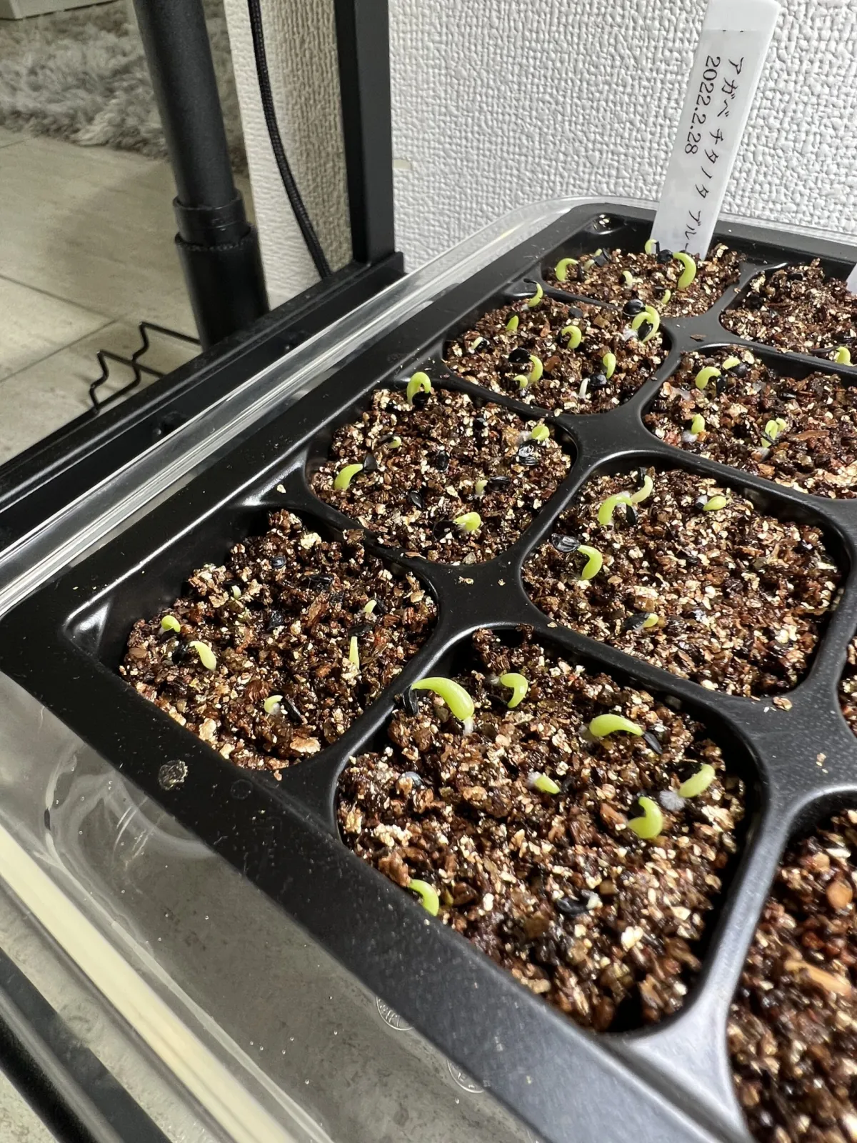 Agave titanota Blue Lot. (アガベ チタノタブルー)
