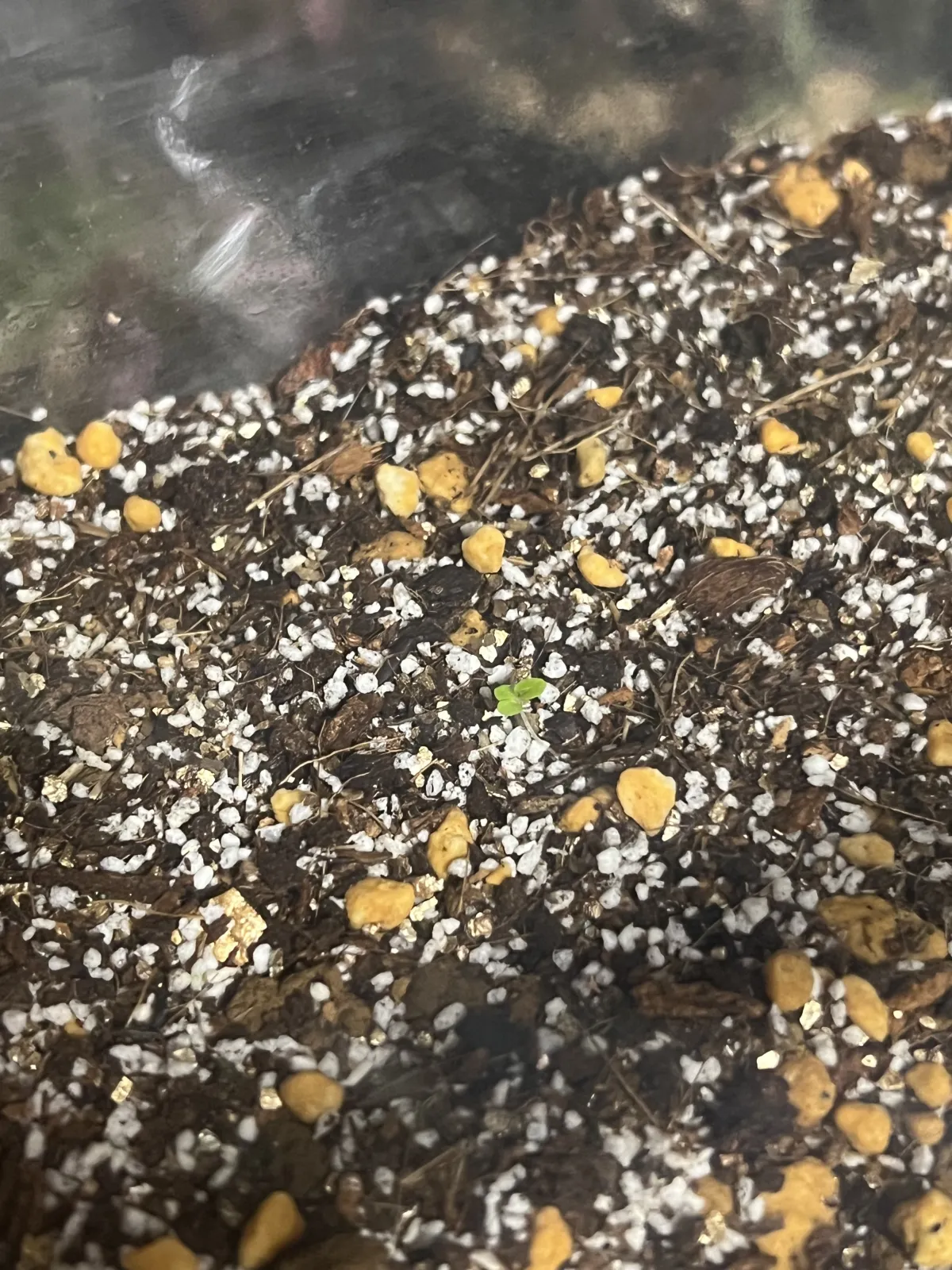Begonia fulgurata (ベゴニア フルグラータ)