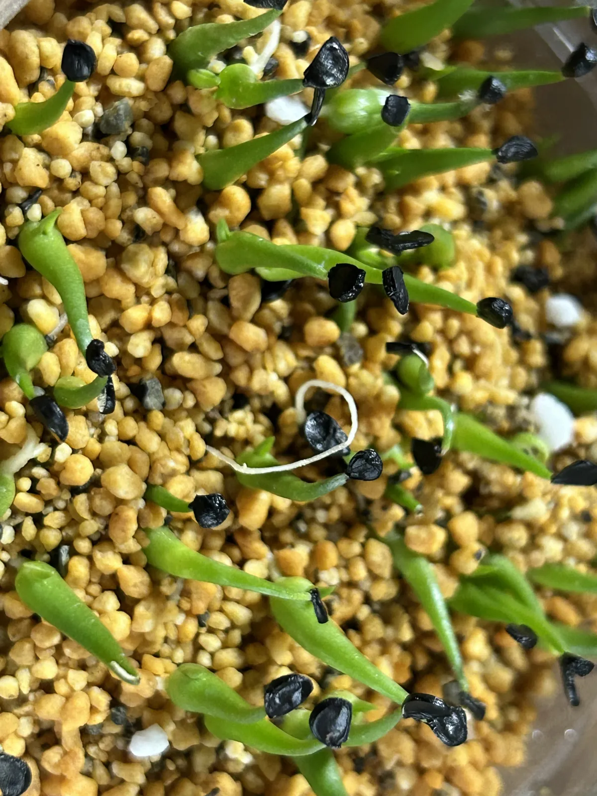Agave utahensis v. nevadensis Compacta (アガベ ネバデンシス コンパクタ)