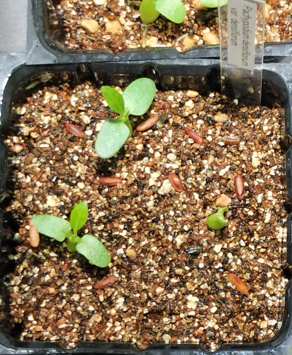 Pachypodium densiflorum var. densiflorum (パキポディウム デンシフローラム)