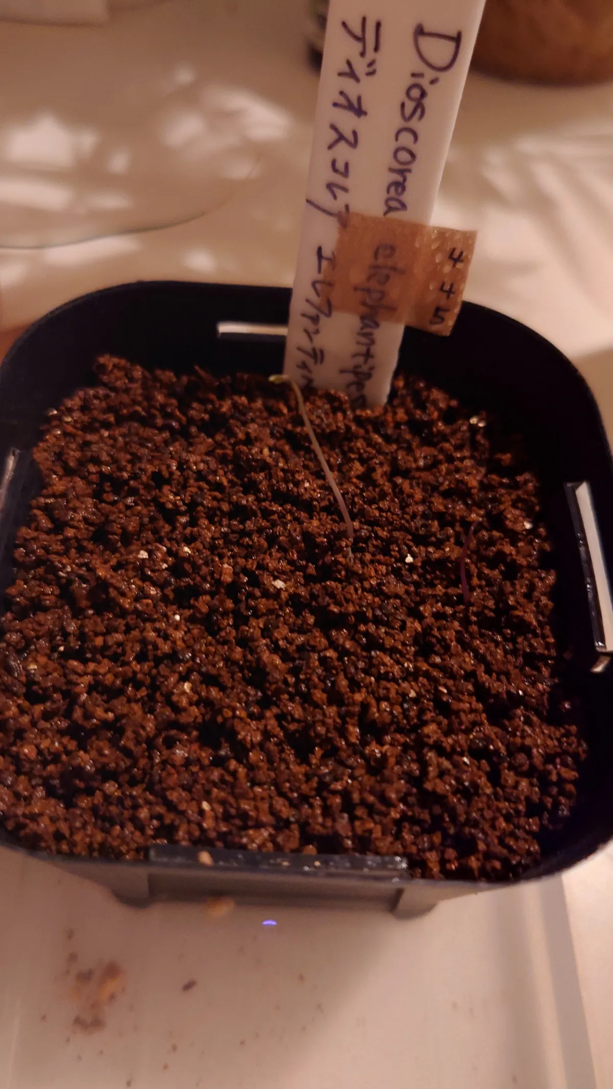 Dioscorea elephantipes (ディオスコレア エレファンティペス)