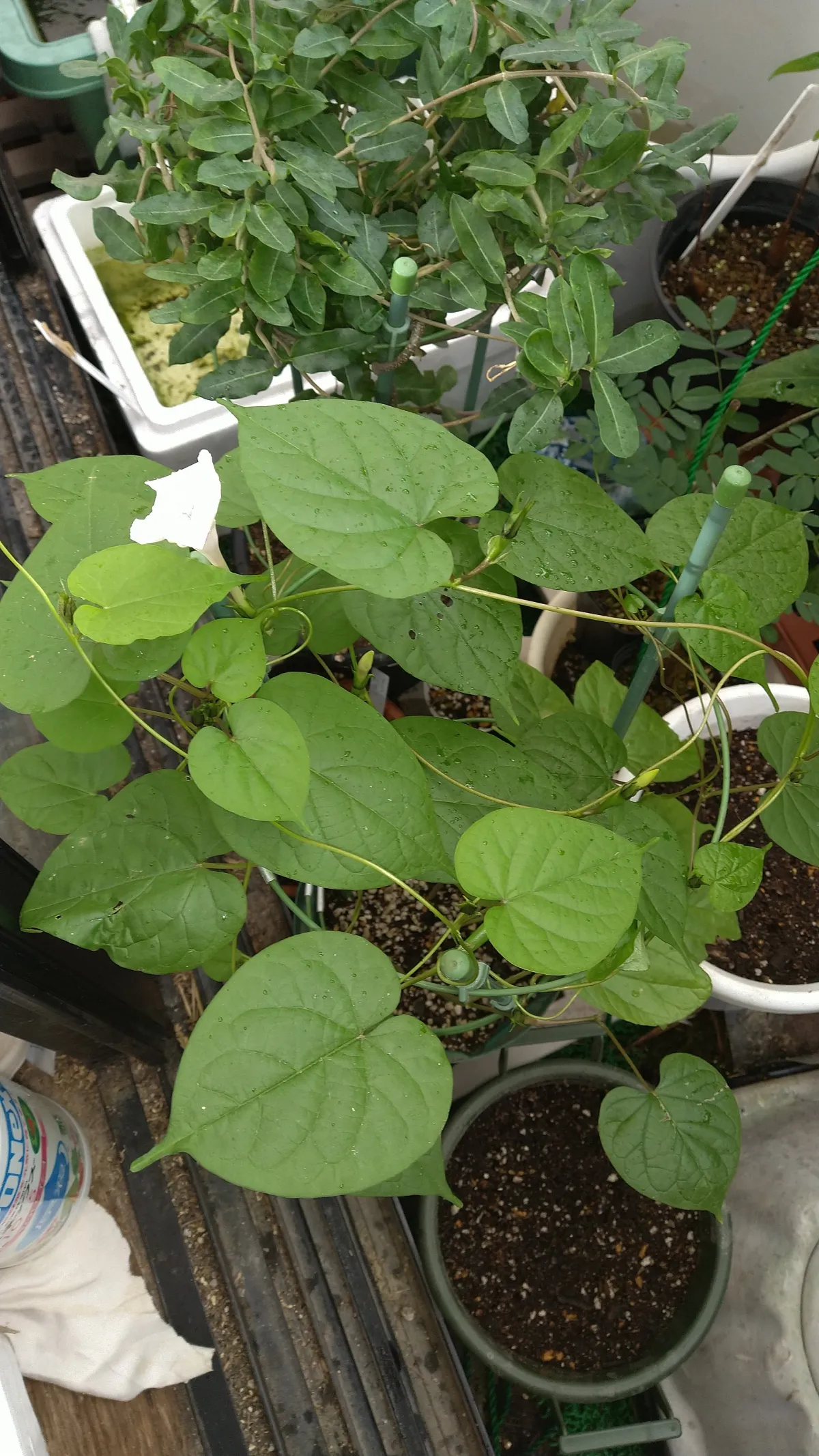 sp. Ipomoea sp. (イポメア)