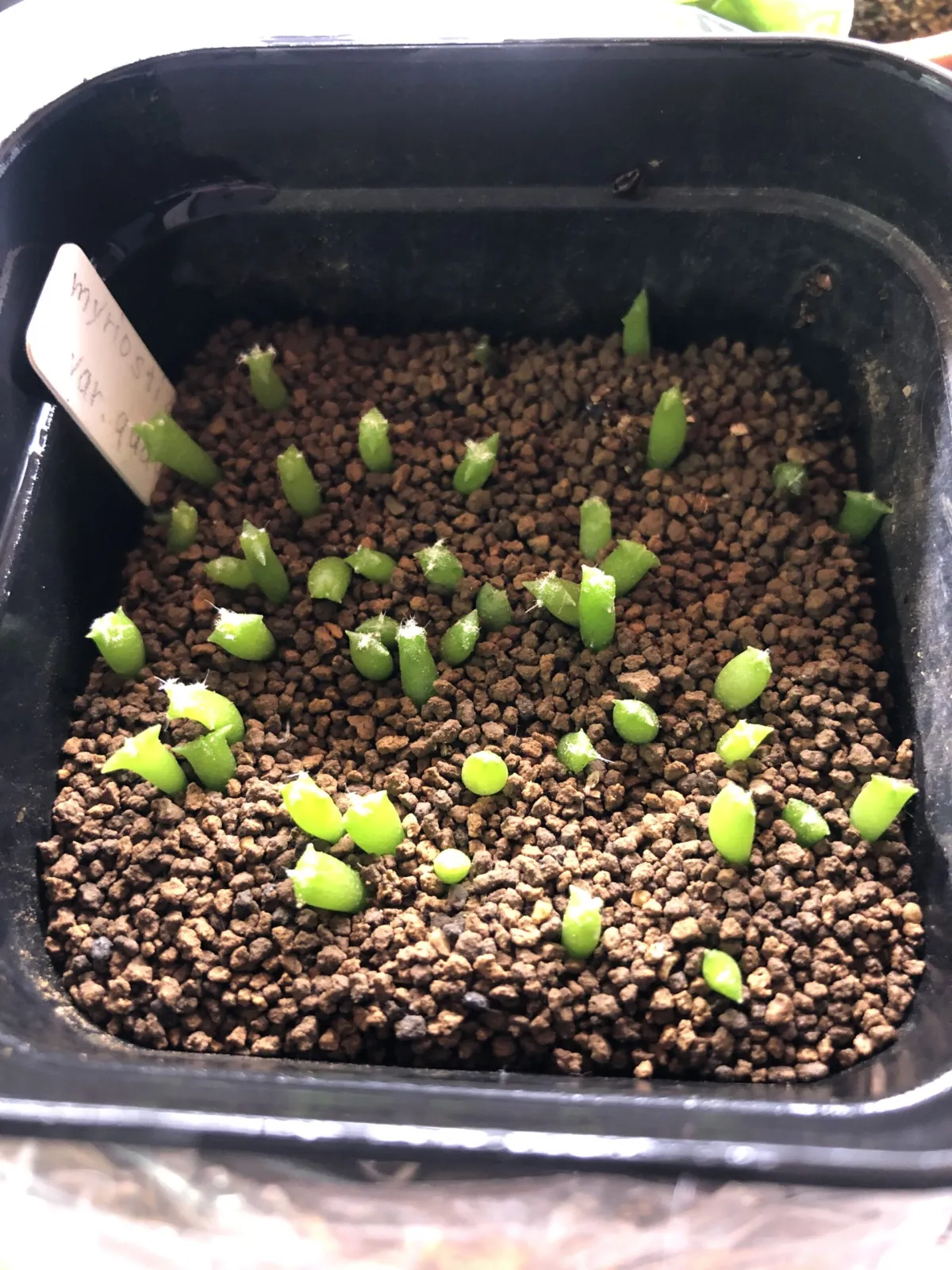 Astrophytum myriostigma cv. Onzuka quadricostatum (アストロフィツム 恩塚四角鸞鳳玉)