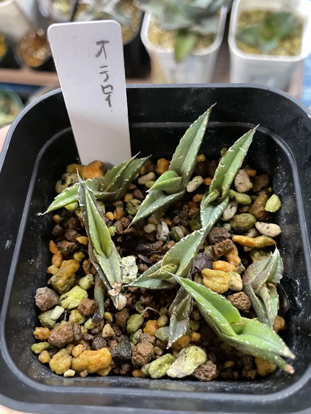 Agave oteroi Lot. (アガベ オテロイ)