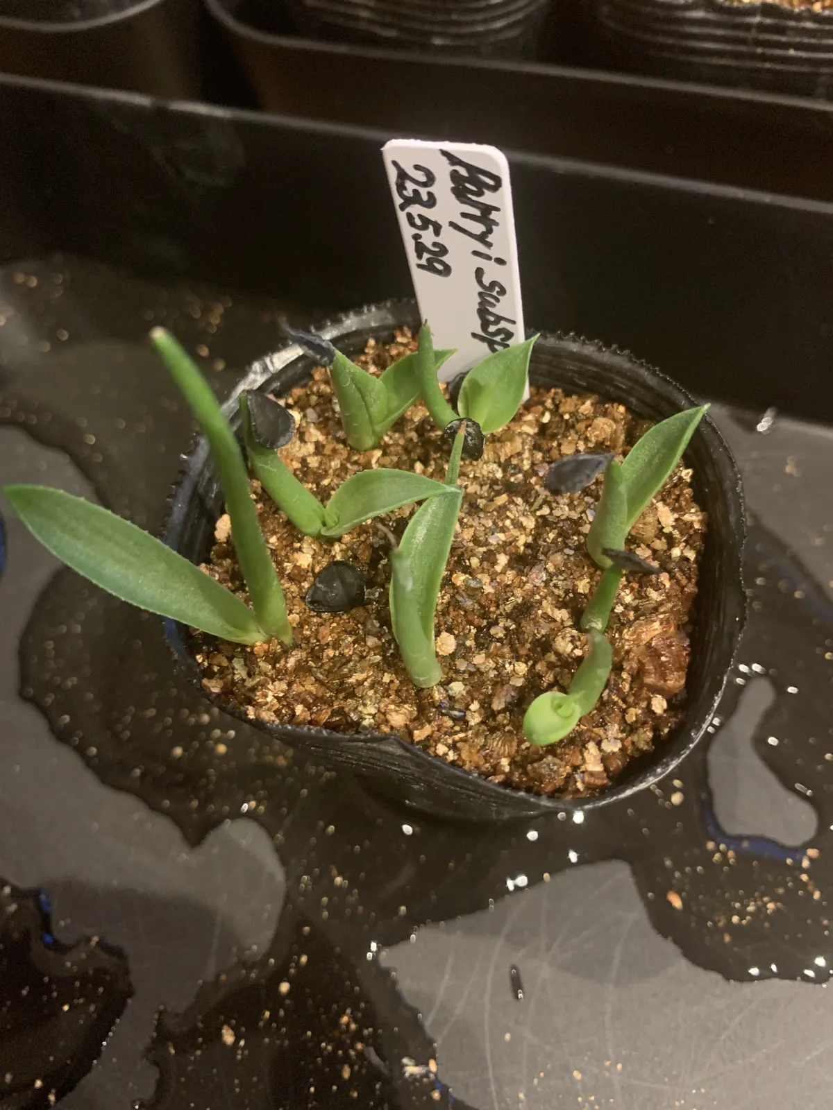 Agave parryi ssp. parryi (アガベ パリー)