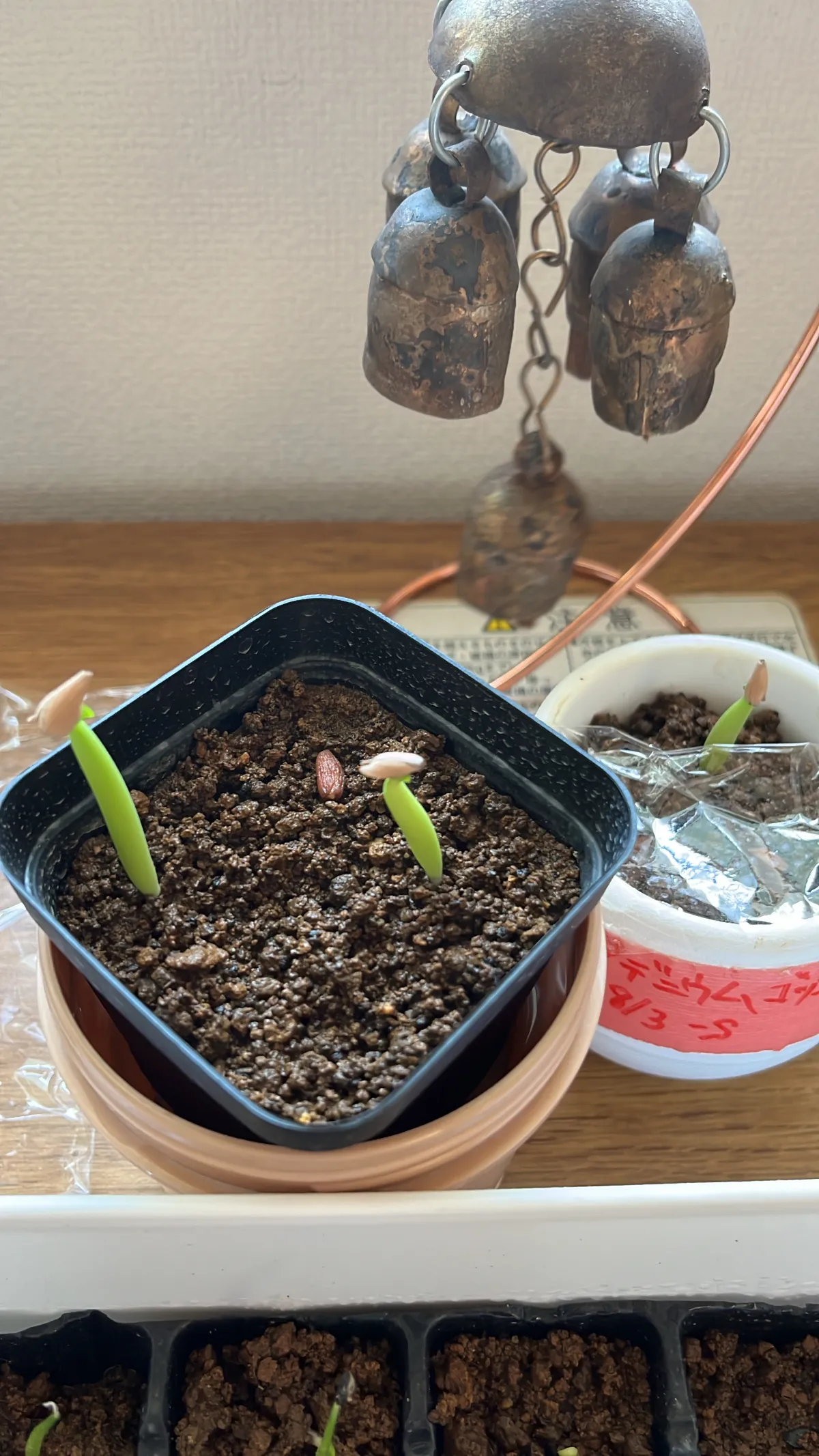 Adenium arabicum Godji Original (アデニウム ゴッジオリジナル)