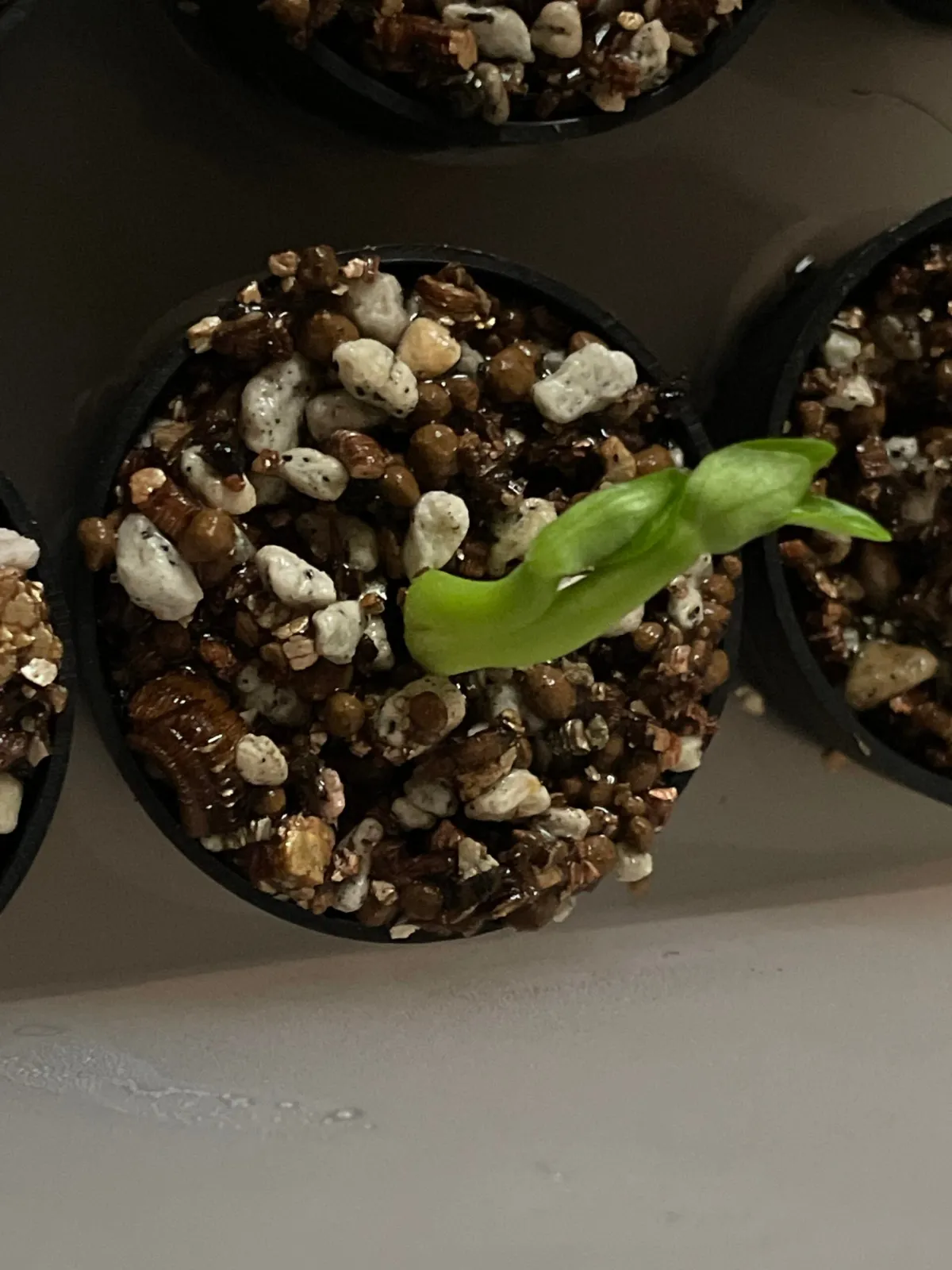 Pachypodium succulentum (パキポディウム サキュレンタム)