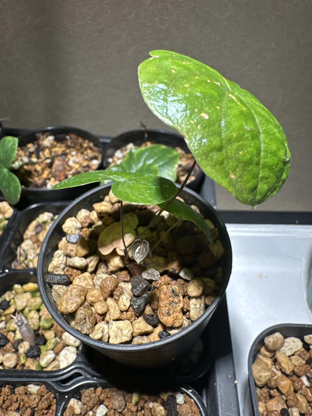 Dioscorea elephantipes ([チャレンジ種子] 亀甲竜)
