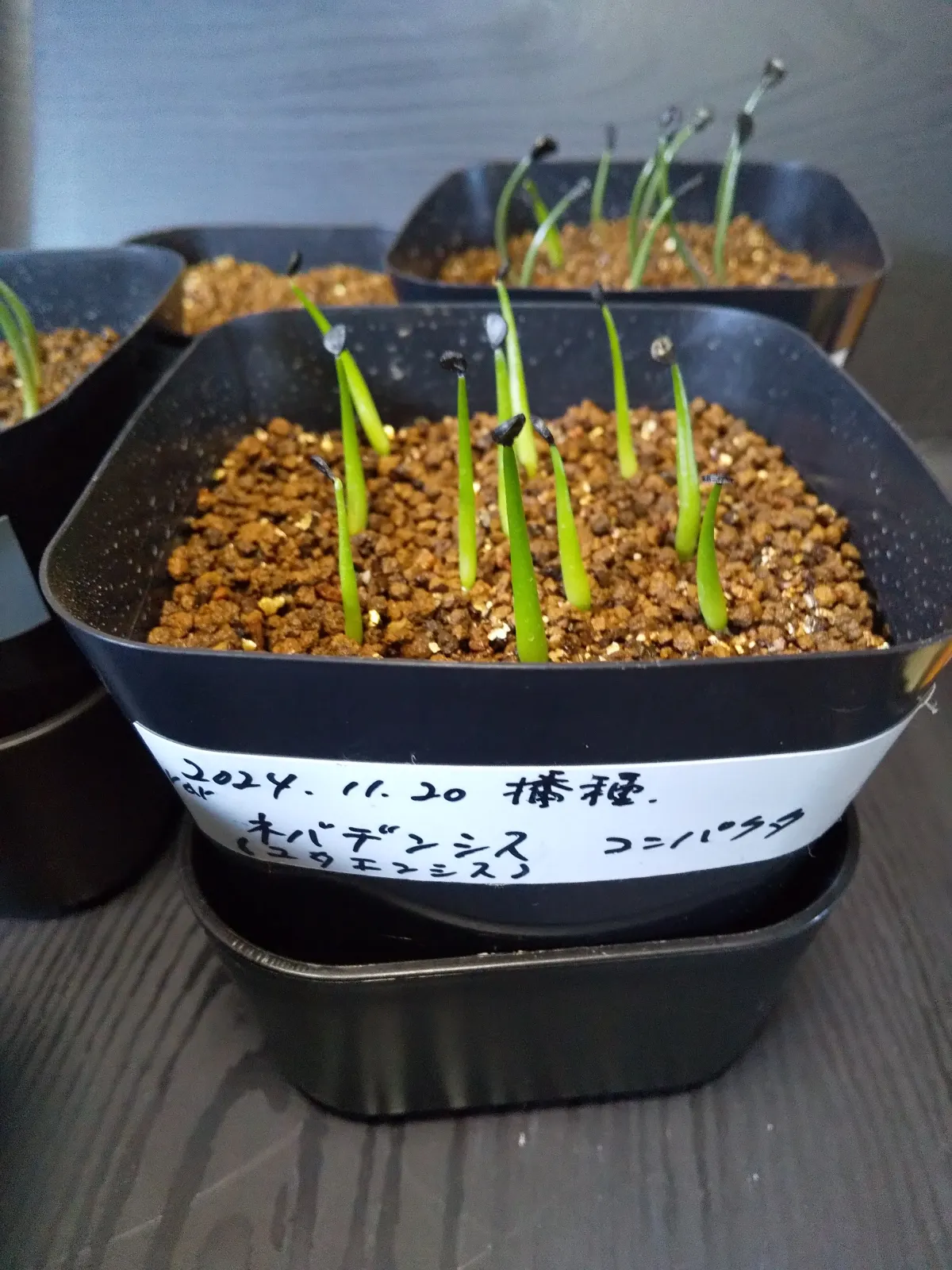 Agave utahensis v. nevadensis Compacta (アガベ ネバデンシス コンパクタ)