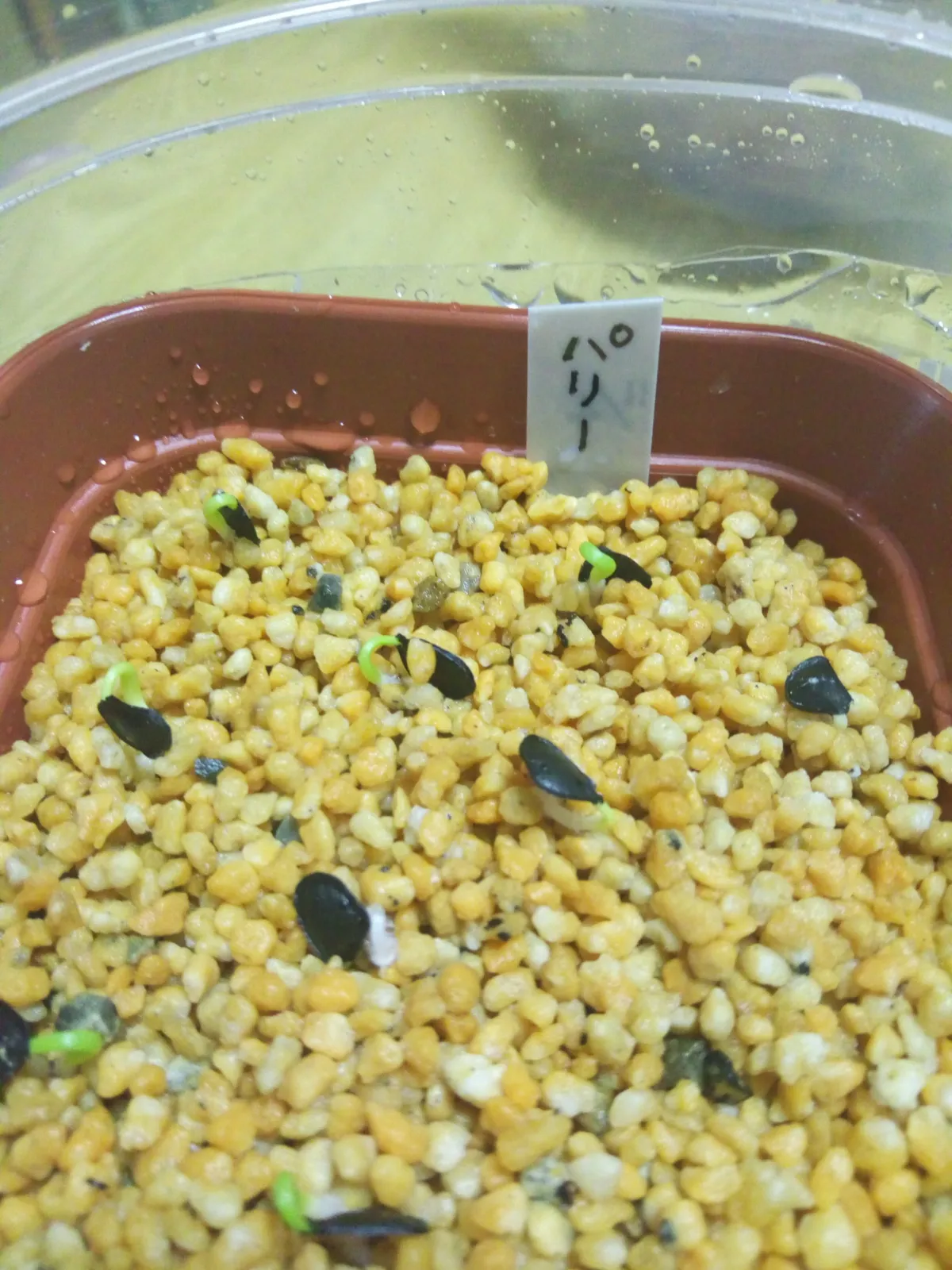 Agave parryi ssp. parryi (アガベ パリー)